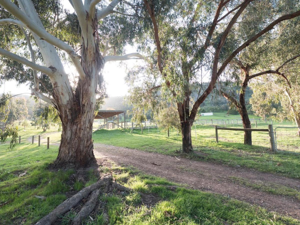 Halls On Falls Homestead Strath Creek Buitenkant foto